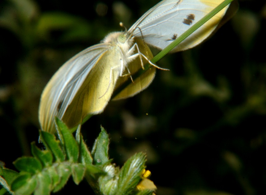 Farfalle in volo e vecchi Coprinus